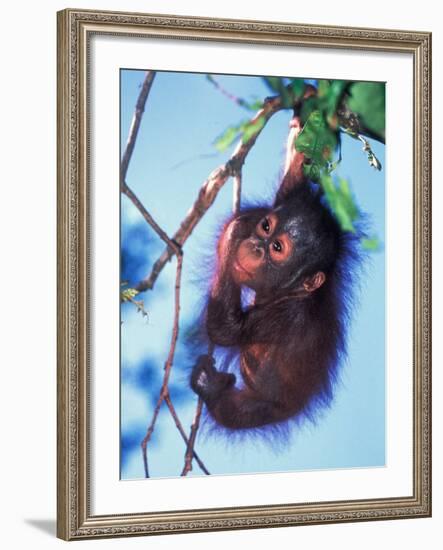 Baby Orangutan, Tanjung Putting National Park, Indonesia-Keren Su-Framed Photographic Print
