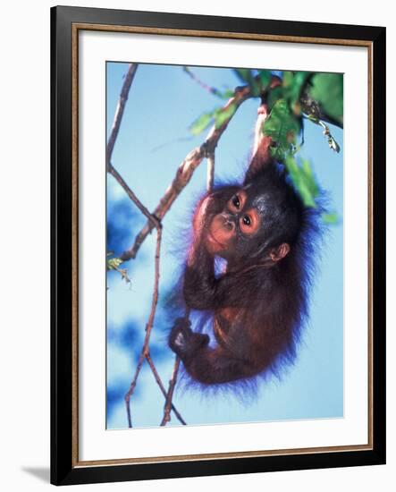 Baby Orangutan, Tanjung Putting National Park, Indonesia-Keren Su-Framed Photographic Print