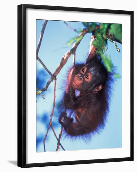 Baby Orangutan, Tanjung Putting National Park, Indonesia-Keren Su-Framed Photographic Print