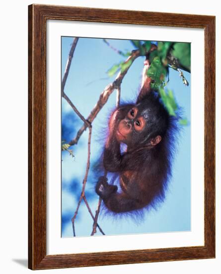 Baby Orangutan, Tanjung Putting National Park, Indonesia-Keren Su-Framed Photographic Print