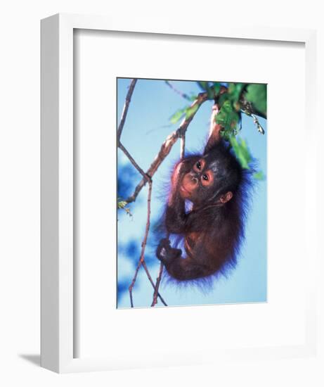 Baby Orangutan, Tanjung Putting National Park, Indonesia-Keren Su-Framed Photographic Print