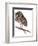 Baby Owl Painting-Avel Krieg-Framed Art Print