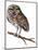 Baby Owl Painting-Avel Krieg-Mounted Art Print