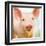 Baby Pig-Kimberly Allen-Framed Art Print