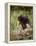 Baby Porcupine in Captivity, Animals of Montana, Bozeman, Montana, USA-James Hager-Framed Premier Image Canvas