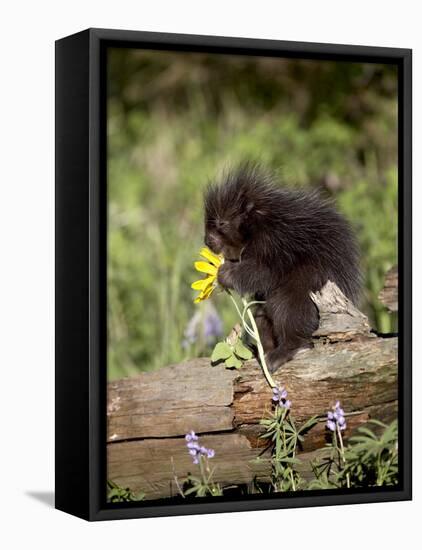 Baby Porcupine in Captivity, Animals of Montana, Bozeman, Montana, USA-James Hager-Framed Premier Image Canvas