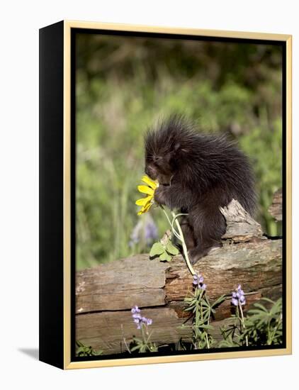 Baby Porcupine in Captivity, Animals of Montana, Bozeman, Montana, USA-James Hager-Framed Premier Image Canvas