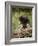 Baby Porcupine in Captivity, Animals of Montana, Bozeman, Montana, USA-James Hager-Framed Photographic Print