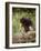 Baby Porcupine in Captivity, Animals of Montana, Bozeman, Montana, USA-James Hager-Framed Photographic Print