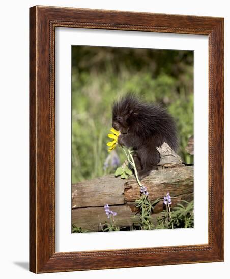 Baby Porcupine in Captivity, Animals of Montana, Bozeman, Montana, USA-James Hager-Framed Photographic Print