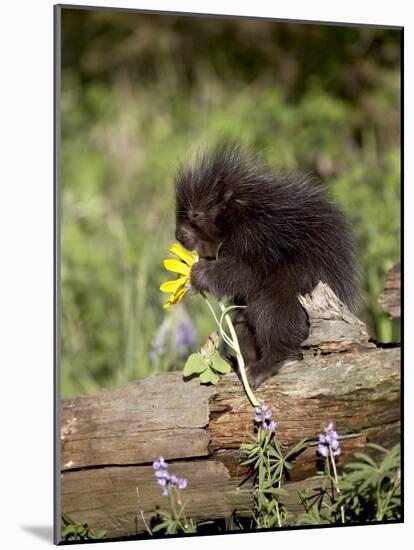 Baby Porcupine in Captivity, Animals of Montana, Bozeman, Montana, USA-James Hager-Mounted Photographic Print