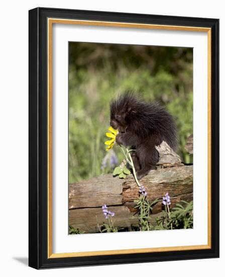 Baby Porcupine in Captivity, Animals of Montana, Bozeman, Montana, USA-James Hager-Framed Photographic Print