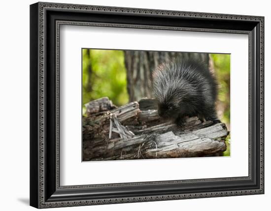 Baby Porcupine on a Tree Stump-null-Framed Premium Giclee Print