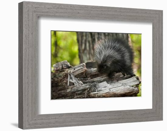 Baby Porcupine on a Tree Stump-null-Framed Art Print