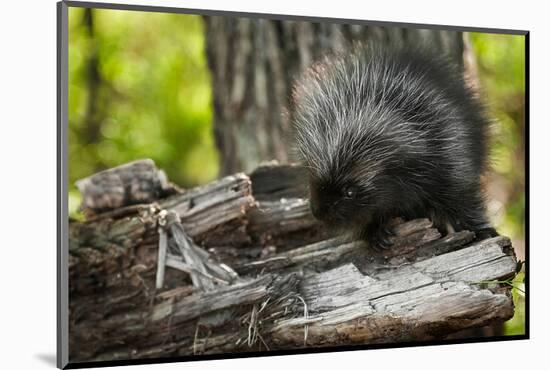 Baby Porcupine on a Tree Stump-null-Mounted Art Print