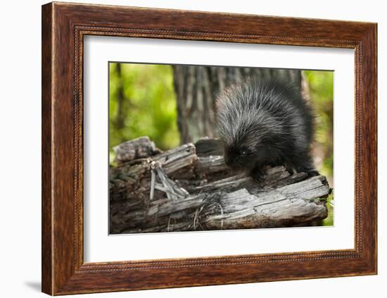 Baby Porcupine on a Tree Stump-null-Framed Art Print