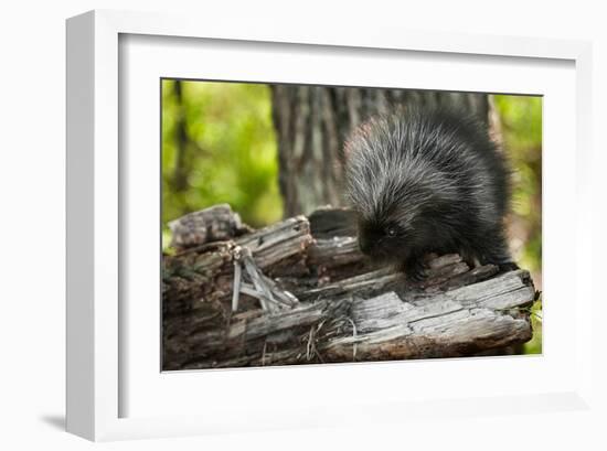 Baby Porcupine on a Tree Stump-null-Framed Art Print