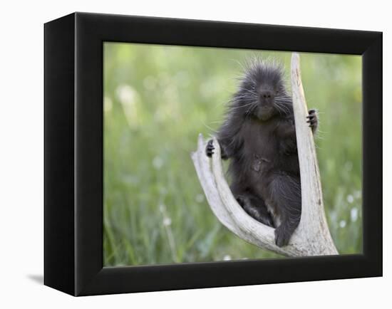 Baby Porcupine Sitting on a Weathered Elk Antler, in Captivity, Bozeman, Montana, USA-James Hager-Framed Premier Image Canvas