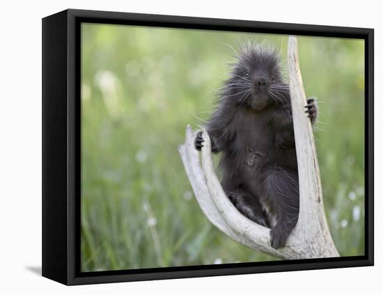 Baby Porcupine Sitting on a Weathered Elk Antler, in Captivity, Bozeman, Montana, USA-James Hager-Framed Premier Image Canvas