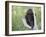 Baby Porcupine Sitting on a Weathered Elk Antler, in Captivity, Bozeman, Montana, USA-James Hager-Framed Photographic Print