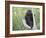 Baby Porcupine Sitting on a Weathered Elk Antler, in Captivity, Bozeman, Montana, USA-James Hager-Framed Photographic Print