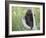 Baby Porcupine Sitting on a Weathered Elk Antler, in Captivity, Bozeman, Montana, USA-James Hager-Framed Photographic Print