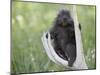 Baby Porcupine Sitting on a Weathered Elk Antler, in Captivity, Bozeman, Montana, USA-James Hager-Mounted Photographic Print