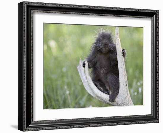 Baby Porcupine Sitting on a Weathered Elk Antler, in Captivity, Bozeman, Montana, USA-James Hager-Framed Photographic Print