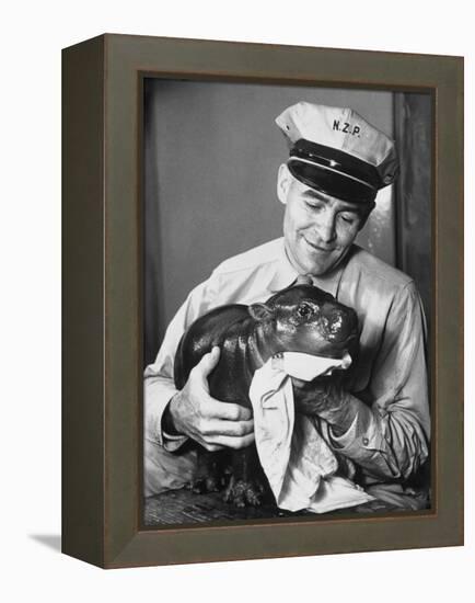 Baby Pygmy Hippo, Gumdrop, Being Rubbed Down Following His Bath-null-Framed Premier Image Canvas