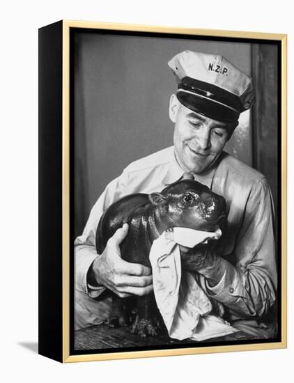 Baby Pygmy Hippo, Gumdrop, Being Rubbed Down Following His Bath-null-Framed Premier Image Canvas