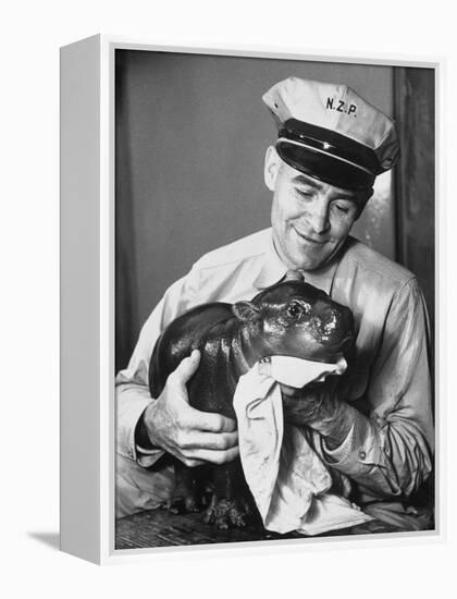 Baby Pygmy Hippo, Gumdrop, Being Rubbed Down Following His Bath-null-Framed Premier Image Canvas