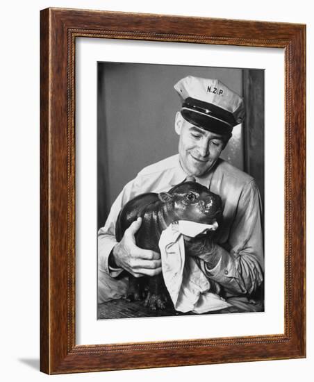 Baby Pygmy Hippo, Gumdrop, Being Rubbed Down Following His Bath-null-Framed Photographic Print