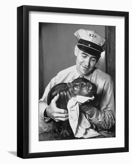 Baby Pygmy Hippo, Gumdrop, Being Rubbed Down Following His Bath-null-Framed Photographic Print