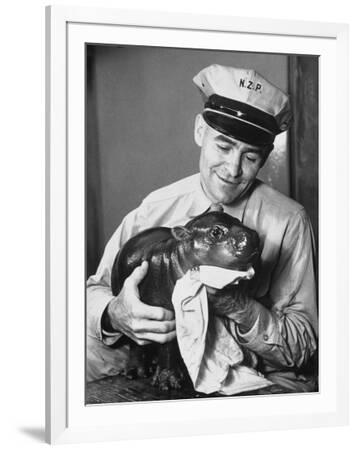 Baby Pygmy Hippo, Gumdrop, Being Rubbed Down Following His Bath