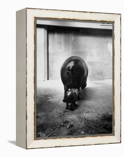 Baby Pygmy Hippo, Gumdrop, Following His Mother to Take a Nap-George Skadding-Framed Premier Image Canvas