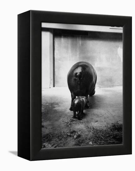 Baby Pygmy Hippo, Gumdrop, Following His Mother to Take a Nap-George Skadding-Framed Premier Image Canvas