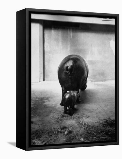 Baby Pygmy Hippo, Gumdrop, Following His Mother to Take a Nap-George Skadding-Framed Premier Image Canvas