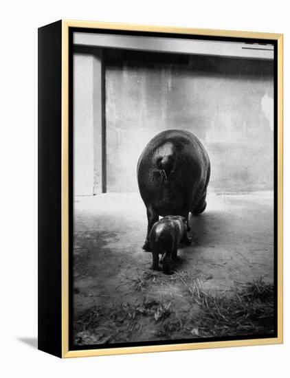 Baby Pygmy Hippo, Gumdrop, Following His Mother to Take a Nap-George Skadding-Framed Premier Image Canvas