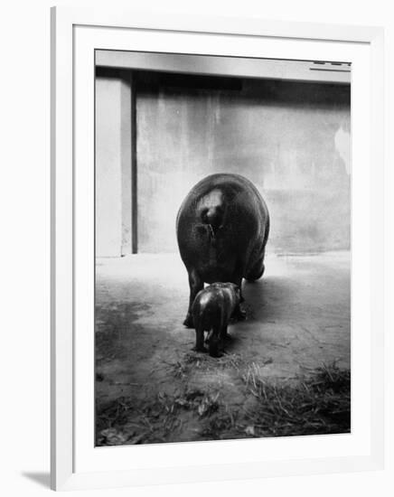 Baby Pygmy Hippo, Gumdrop, Following His Mother to Take a Nap-George Skadding-Framed Premium Photographic Print