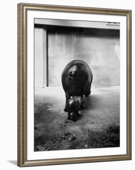 Baby Pygmy Hippo, Gumdrop, Following His Mother to Take a Nap-George Skadding-Framed Premium Photographic Print