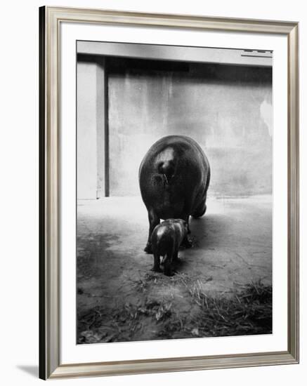 Baby Pygmy Hippo, Gumdrop, Following His Mother to Take a Nap-George Skadding-Framed Premium Photographic Print
