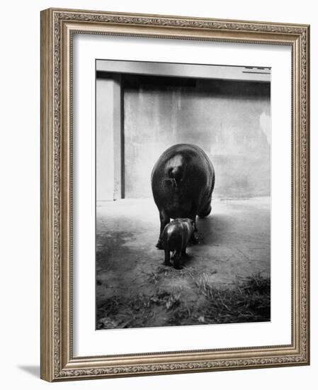 Baby Pygmy Hippo, Gumdrop, Following His Mother to Take a Nap-George Skadding-Framed Photographic Print