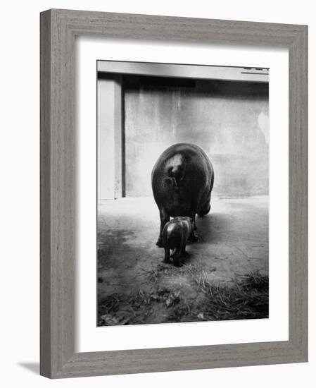 Baby Pygmy Hippo, Gumdrop, Following His Mother to Take a Nap-George Skadding-Framed Photographic Print