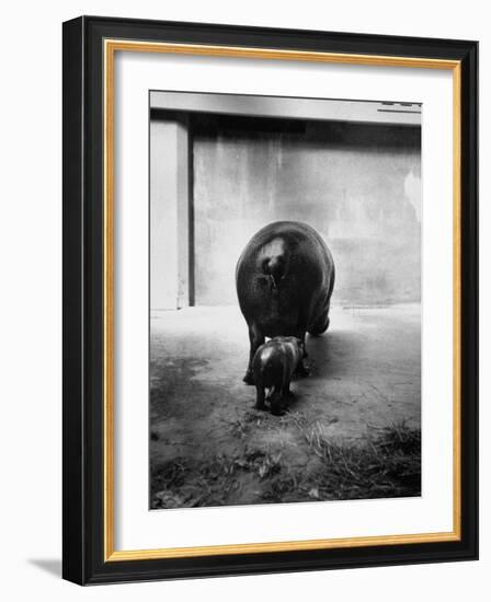 Baby Pygmy Hippo, Gumdrop, Following His Mother to Take a Nap-George Skadding-Framed Photographic Print