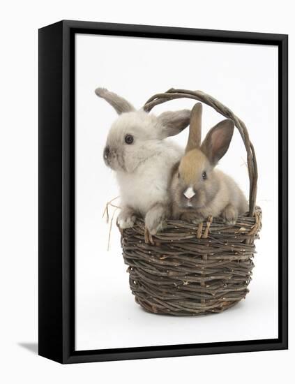 Baby Rabbits in a Wicker Basket-Mark Taylor-Framed Premier Image Canvas