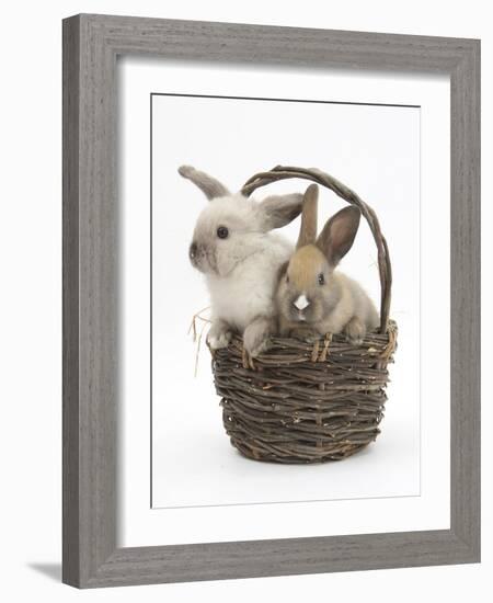 Baby Rabbits in a Wicker Basket-Mark Taylor-Framed Photographic Print