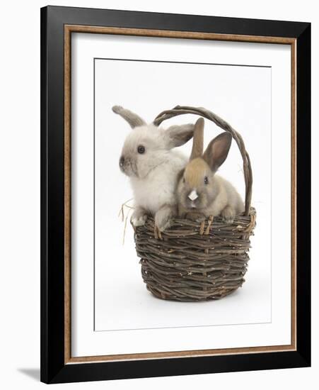 Baby Rabbits in a Wicker Basket-Mark Taylor-Framed Photographic Print