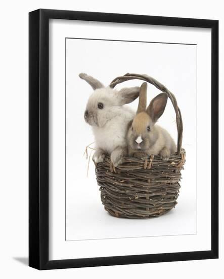 Baby Rabbits in a Wicker Basket-Mark Taylor-Framed Photographic Print