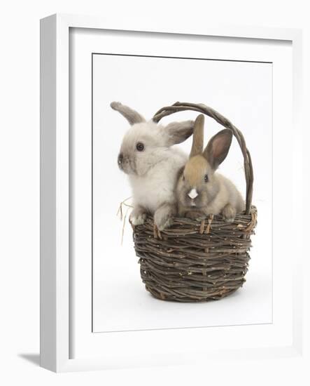 Baby Rabbits in a Wicker Basket-Mark Taylor-Framed Photographic Print