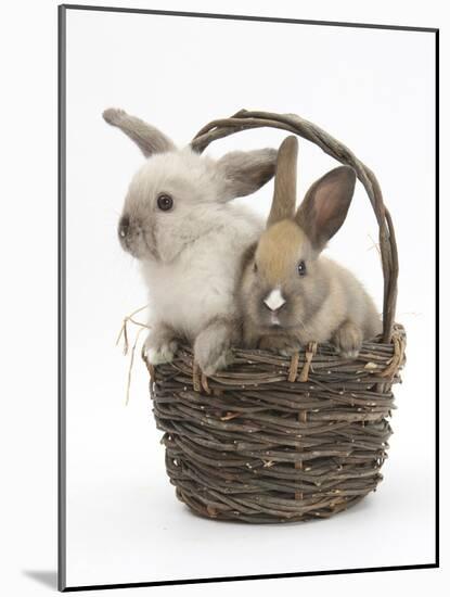 Baby Rabbits in a Wicker Basket-Mark Taylor-Mounted Photographic Print